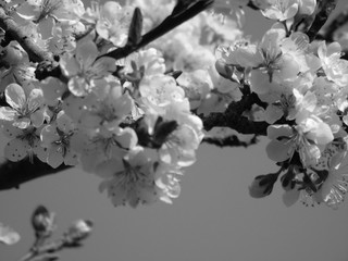Beautiful spring flowers from the cherry tree, edited from home with basic struments.