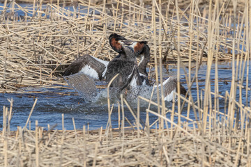 There were about 10-15 pairs of grebes on this reed bed. These two were the only birds fighting during my 3 hr observation period. Soukka, Espoo, Finland.