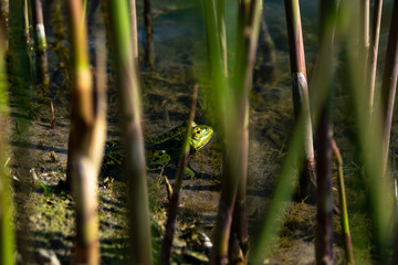 frog in the pond