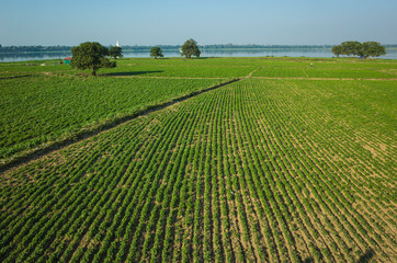 Green agriculture field near Taung Tha Man Lake at Amarapura, Mandalay, Myanmar