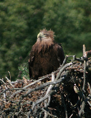 White-tailed eagle (Haliaeetus albicilla) in the North of Belarus