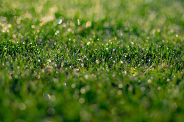 Grasses and blurred grasses, tilt shift style.