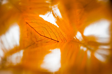 Abstraction of dry autumn leaves shot through the prism of a kaleidoscope.