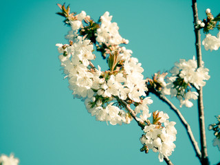 Beautiful spring flowers from the cherry tree, edited from home with basic struments.