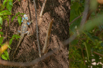 Colorful green and blue lizard on the tree with blurred background. Selective focus. Animal, background, outdoor and nature concept.