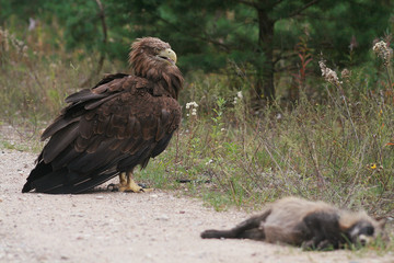 White-tailed eagle (Haliaeetus albicilla) in the North of Belarus