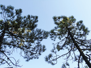 Beautiful spring flowers from the cherry tree, edited from home with basic struments.