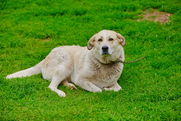 A white mongrel lone dog is chained up in a farmyard