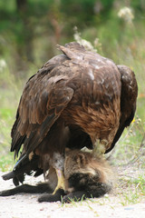 White-tailed eagle (Haliaeetus albicilla) in the North of Belarus