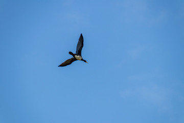 Great cormorant in flight
