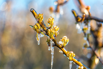 apple tree flowers are sprayed with water