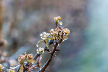 apple tree flowers are sprayed with water to prevent the blossom from freezing
