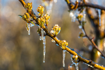 in order to protect the flowers from frost, they are sprayed with water