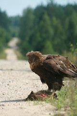 White-tailed eagle (Haliaeetus albicilla) in the North of Belarus