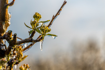 in order to protect the flowers from frost, they are sprayed with water so that the ice protects the leaves of the fruit tree