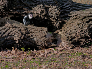 The mantled guereza, Colobus guereza, is a black-and-white colobus, a type of Old World monkey.