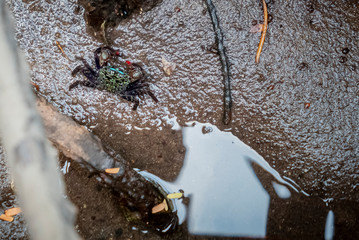 Colorful male Thai vinegar crab