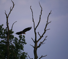 White-tailed eagle (Haliaeetus albicilla) in the North of Belarus