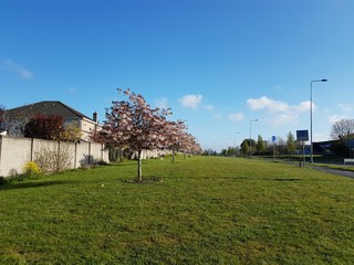 STREET VIEW WITH TREE AND BUILDINGS 