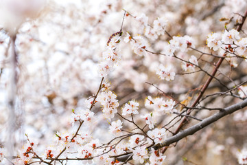 cherry blossom in spring