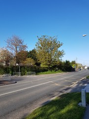 street  view and  trees