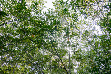 Fototapeta na wymiar The mangrove tree canopy