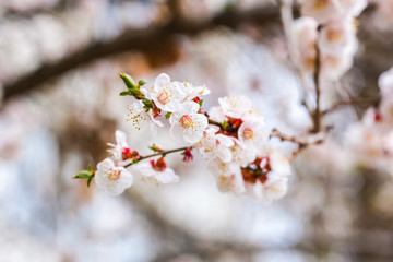cherry blossom in spring
