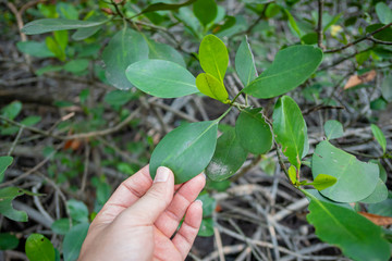 Mangrove leaves