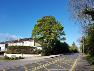 street view and tree