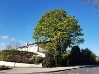 tree and sky