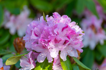 Fototapeta premium Spring blossom of rhododendron or azalea flowers