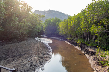 Fototapeta na wymiar The river in Pranburi mangrove forest