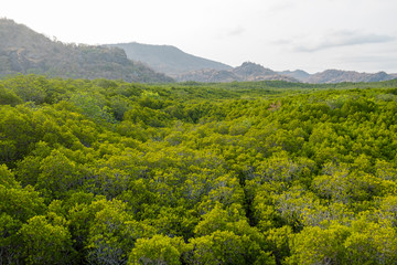 The mangrove tree canopy