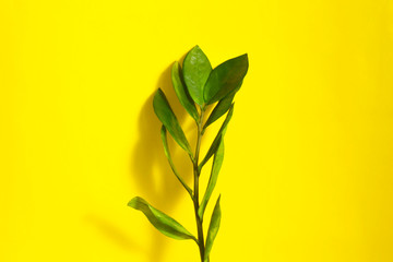 green branch, spring mood. spring concept