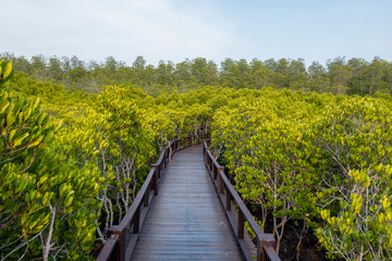 Fototapeta na wymiar Pranburi mangrove forest park
