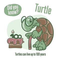Turtle. Interesting facts about tortoise. Did you know?