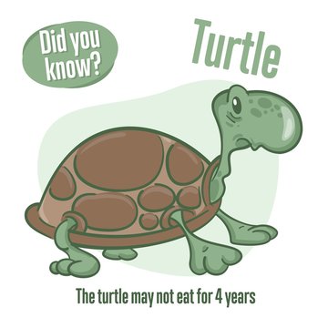 Turtle. Interesting facts about tortoise. Did you know?