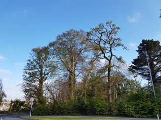 TREE AND SKY NATURE 