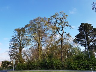 TREE AND SKY NATURE 