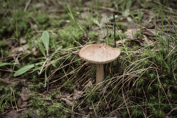 Edible wild mushroom