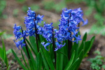 blue hyacinth flower closeup grows in a garden park