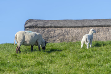 Fototapeta premium sheep and lambs