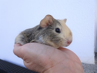 Baby Guinea pig on the hand