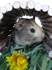 Guinea pig in a wooden tunnel