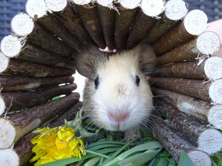 Guinea pig Baby in a tunnel