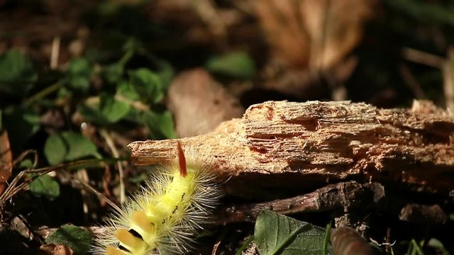 Beautiful Calliteara pudibunda - Pale Tussock Moth in nature