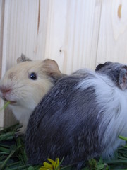 guinea pig in a cage