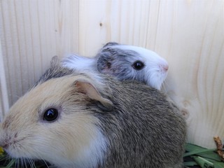 Guinea pig at home