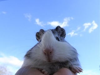 guinea pig in the sky