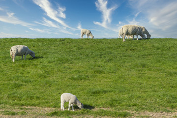sheep and lambs